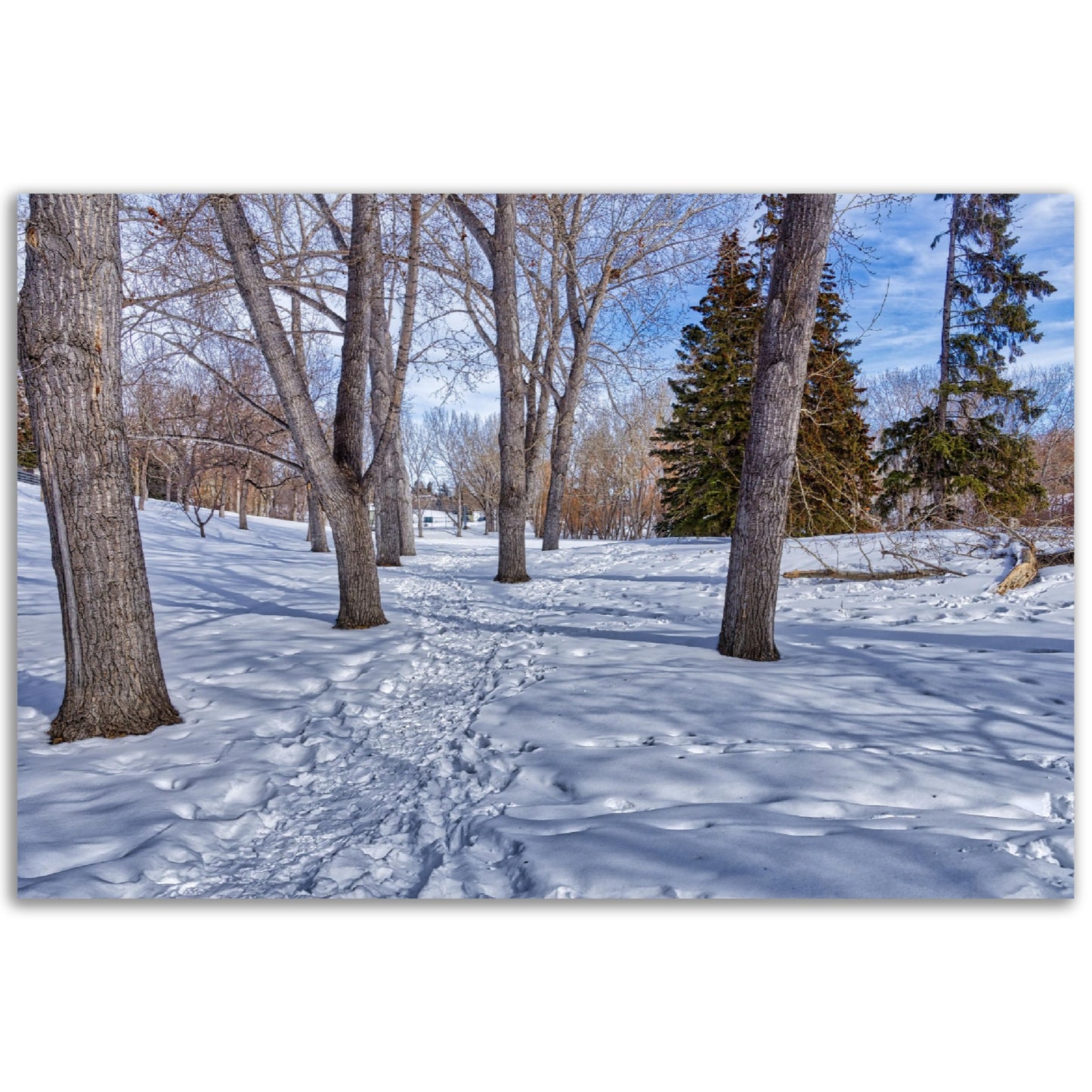 Premium Semi-Glossy Poster Print - Confederation Park Winter HDR