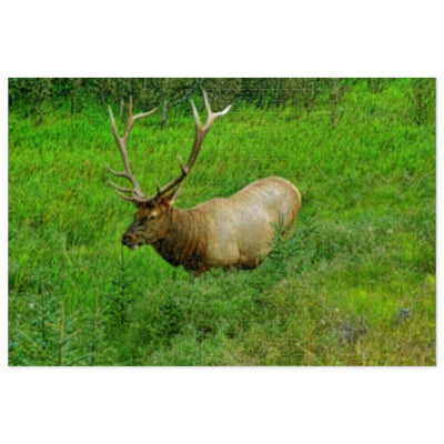 Jigsaw Puzzles