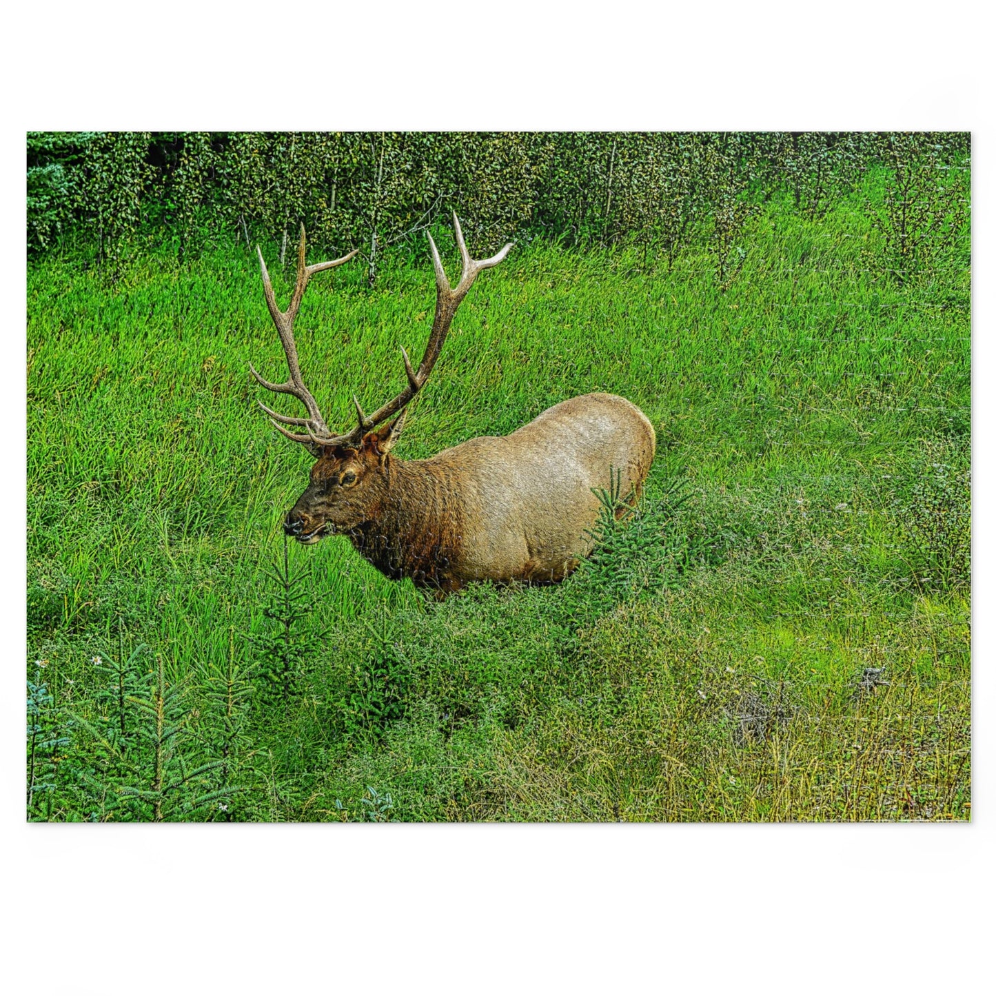 Jigsaw Puzzle (30, 110, 252, 500,1000-Piece) - Jasper National Park Elk