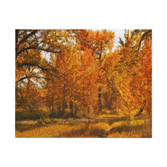 Jigsaw Puzzle (30, 110, 252, 500,1000-Piece) - Sue Higgins Park Fall Trees