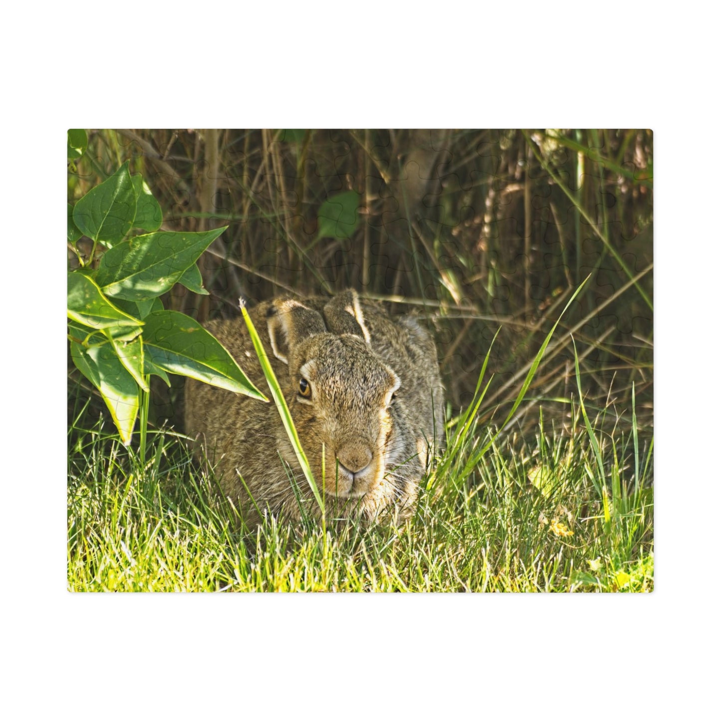 Jigsaw Puzzle (30, 110, 252, 500,1000-Piece) - Rabbit