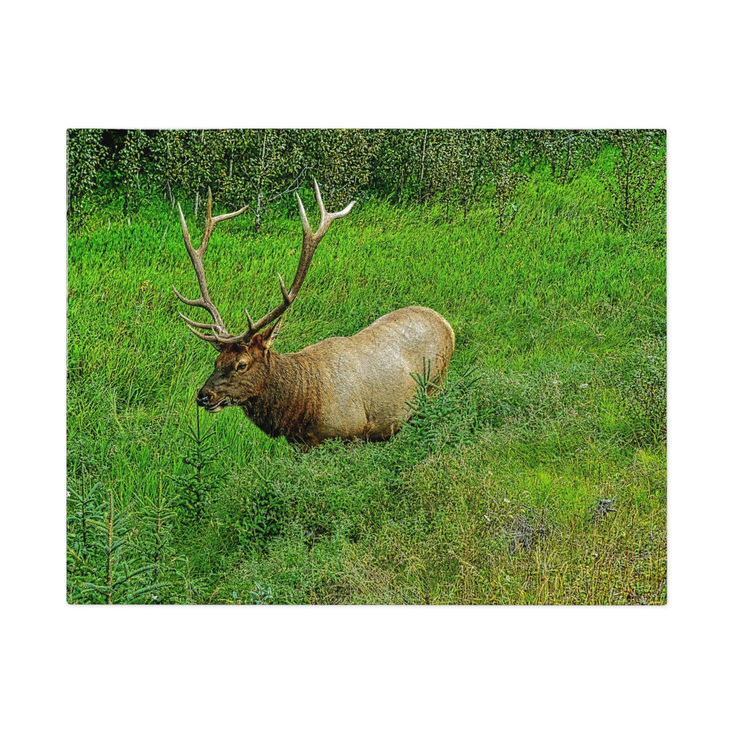 Jigsaw Puzzle (30, 110, 252, 500,1000-Piece) - Jasper National Park Elk