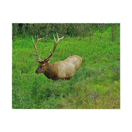 Jigsaw Puzzle (30, 110, 252, 500,1000-Piece) - Jasper National Park Elk