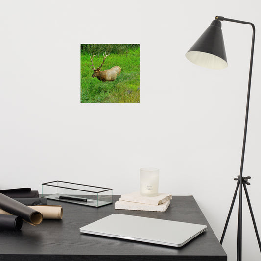 Matte Poster Print - Jasper National Park Elk