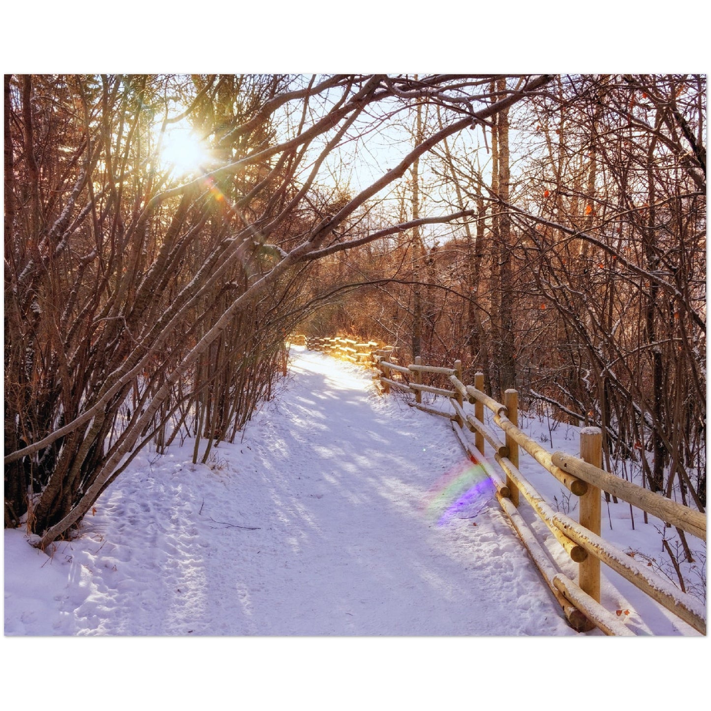 Premium Semi-Glossy Poster Print - Riverdale Park Winter Forest