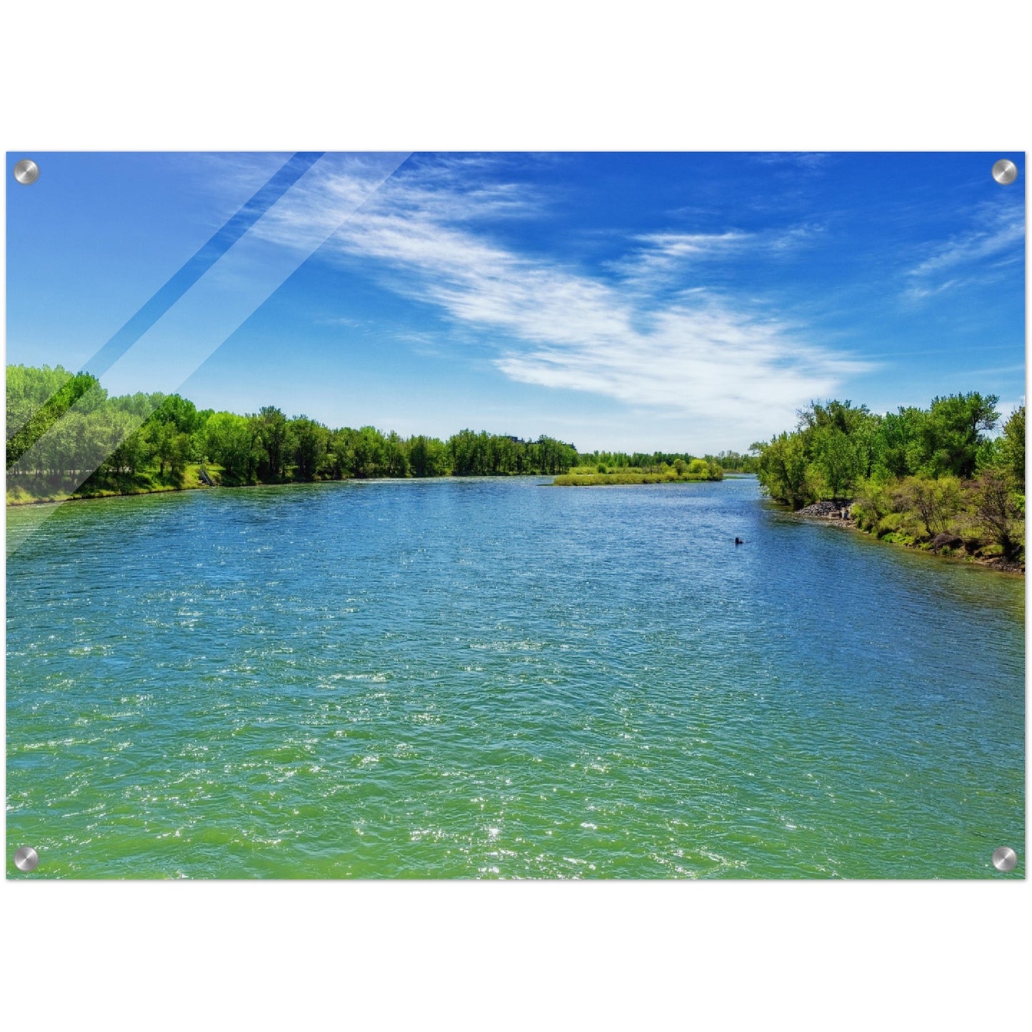 Acrylic Print - Bow River Eric Harvie Bridge Spring