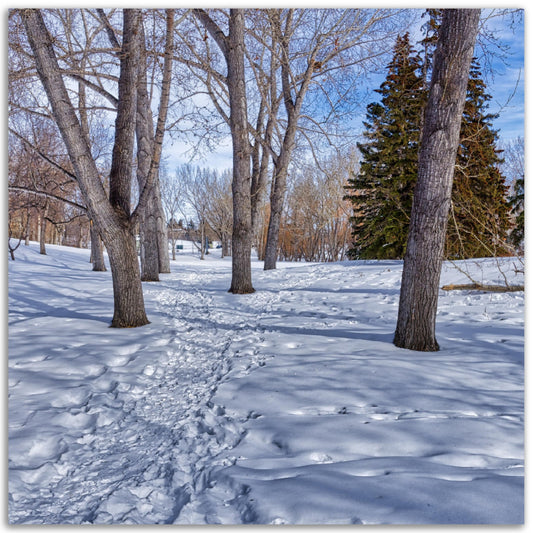 Premium Semi-Glossy Poster Print - Confederation Park Winter HDR