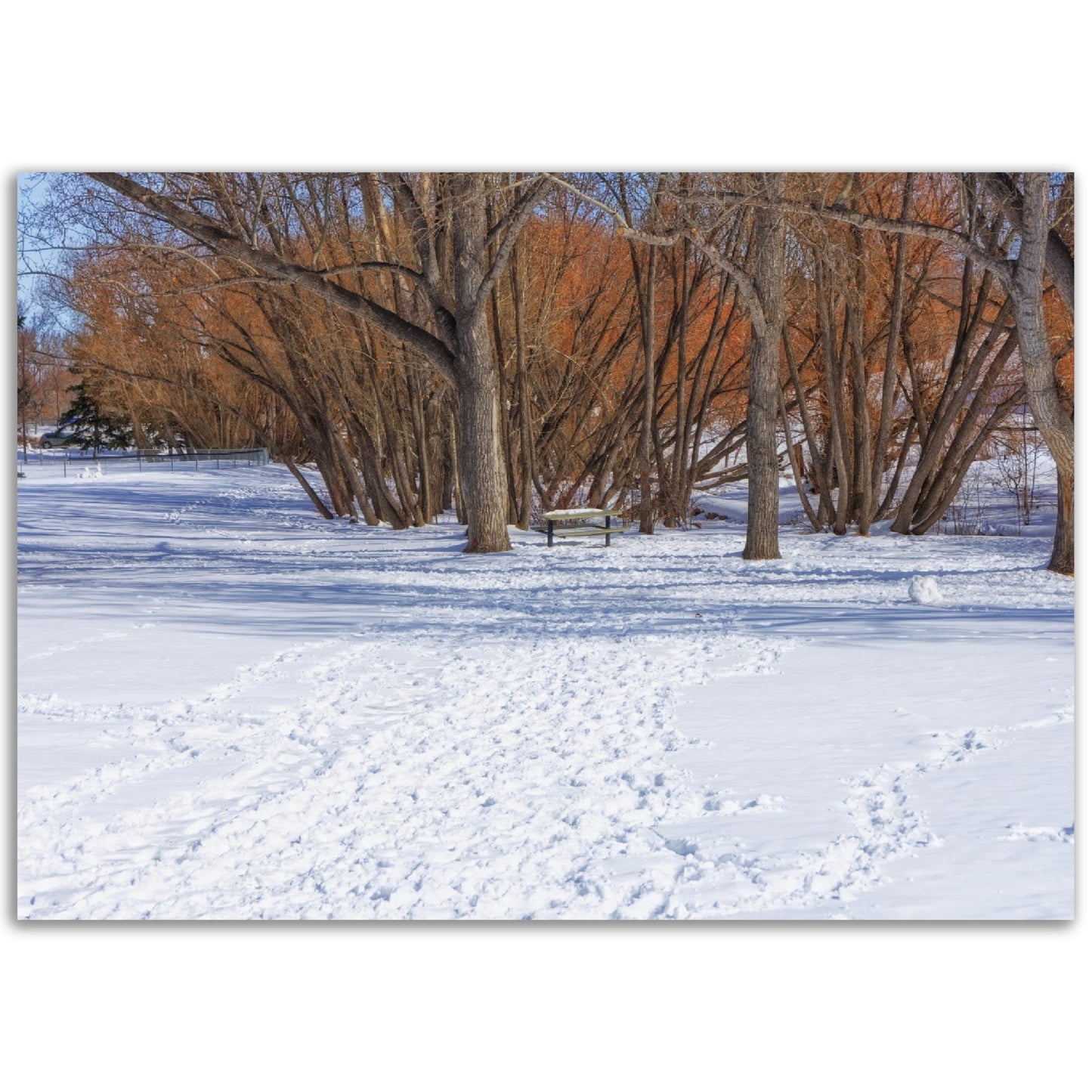 Premium Semi-Glossy Poster Print - Confederation Park Winter