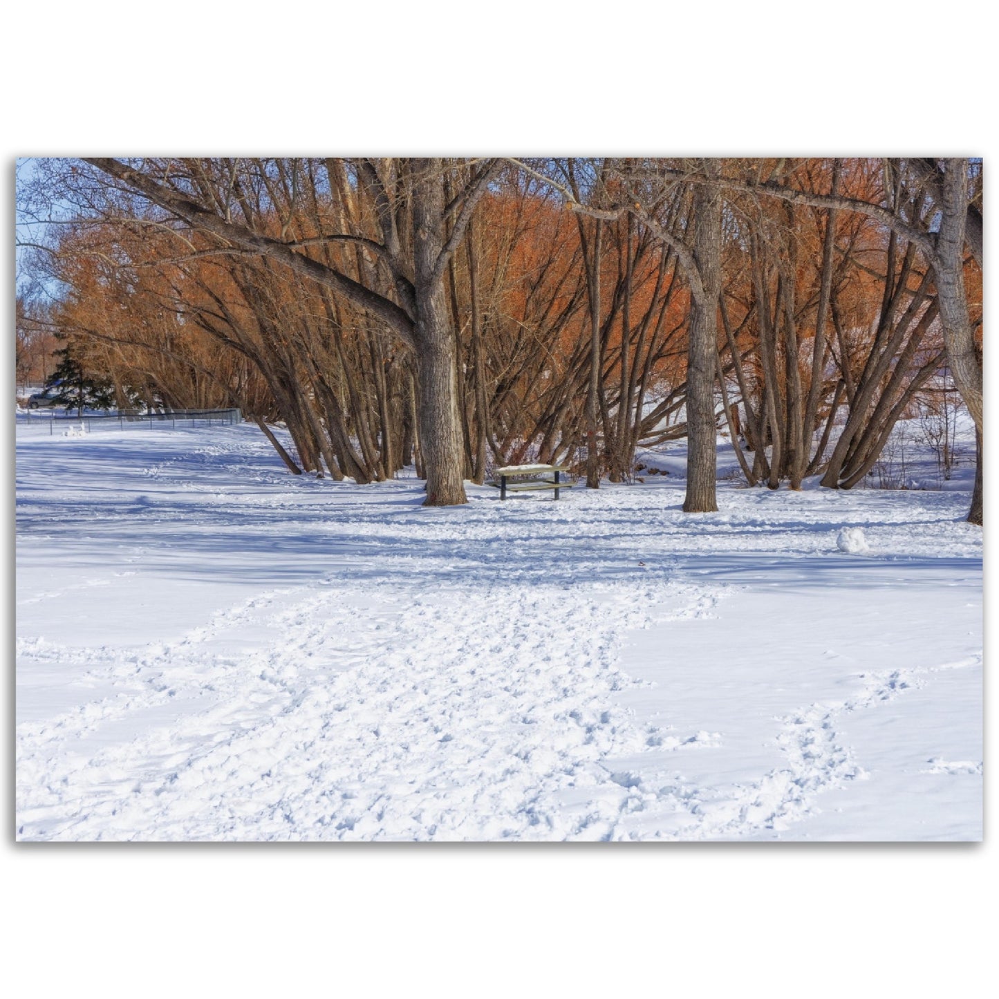Premium Semi-Glossy Poster Print - Confederation Park Winter