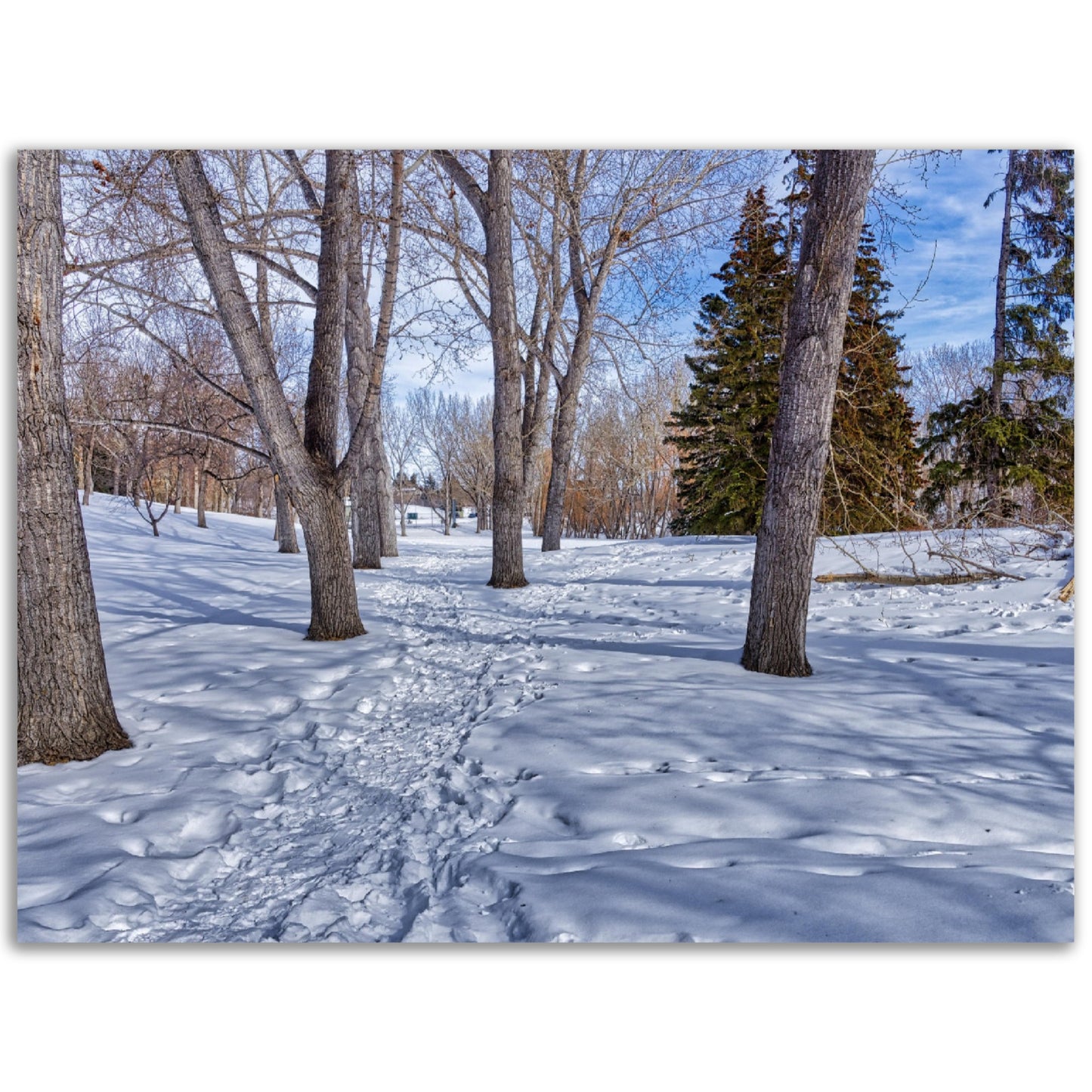 Premium Semi-Glossy Poster Print - Confederation Park Winter HDR