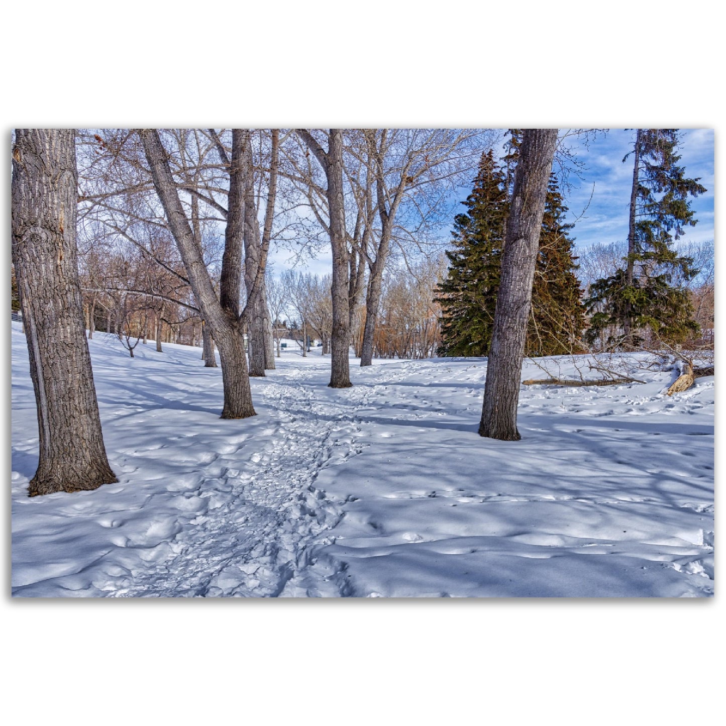 Premium Semi-Glossy Poster Print - Confederation Park Winter HDR