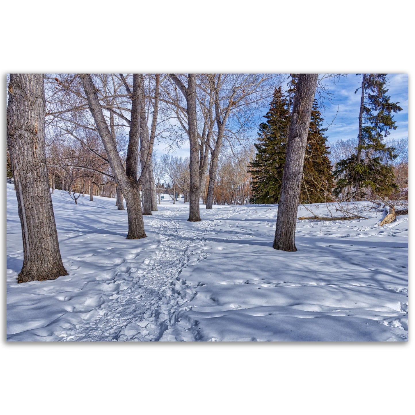 Premium Semi-Glossy Poster Print - Confederation Park Winter HDR