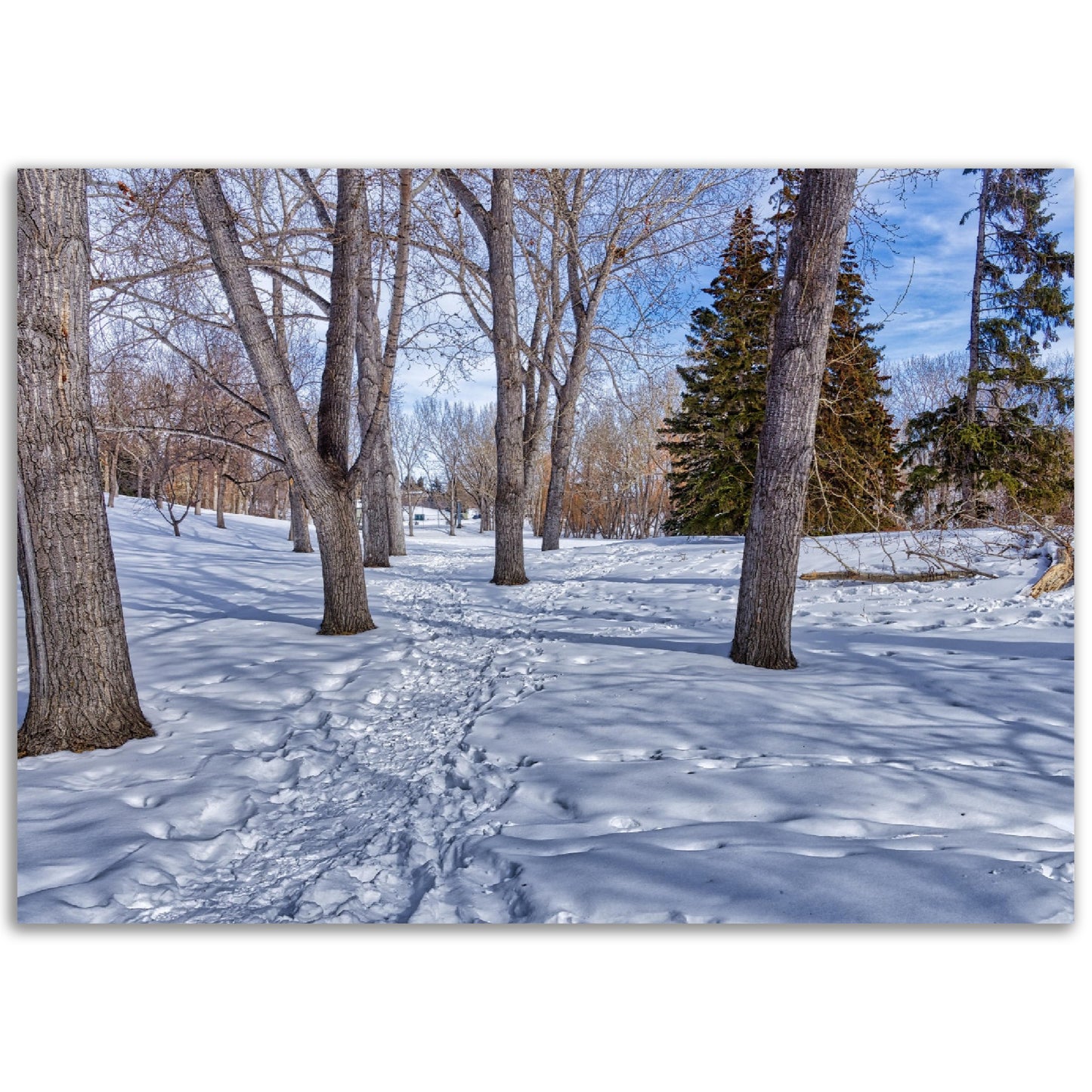 Premium Semi-Glossy Poster Print - Confederation Park Winter HDR