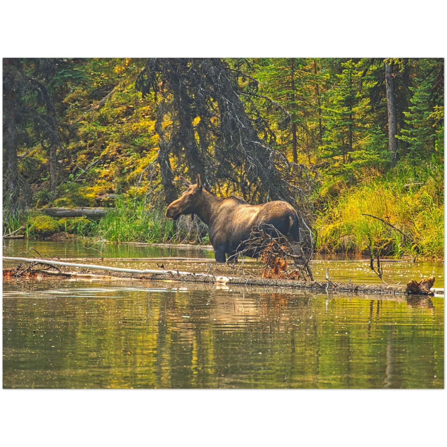 Premium Semi-Glossy Poster Print - Moose Lake Moose