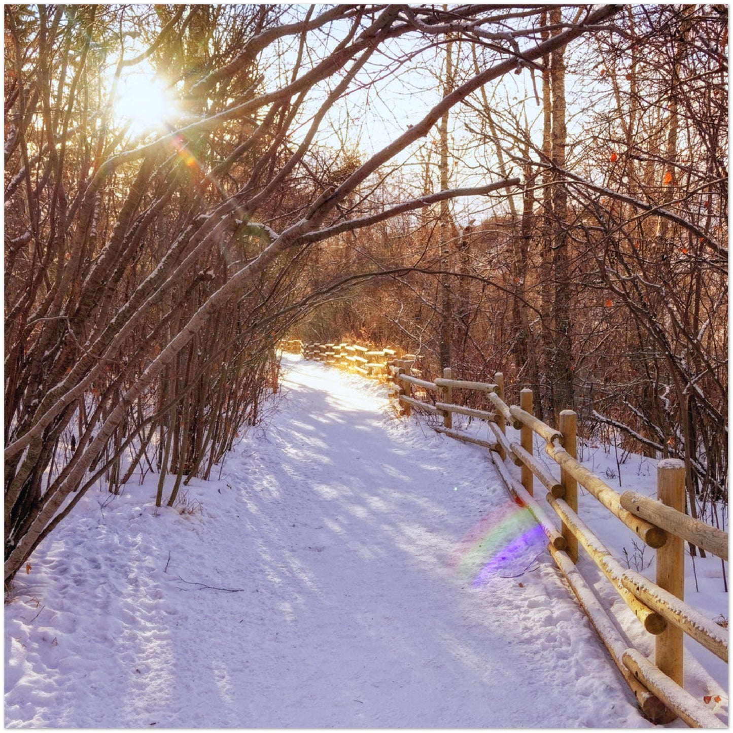 Premium Semi-Glossy Poster Print - Riverdale Park Winter Forest