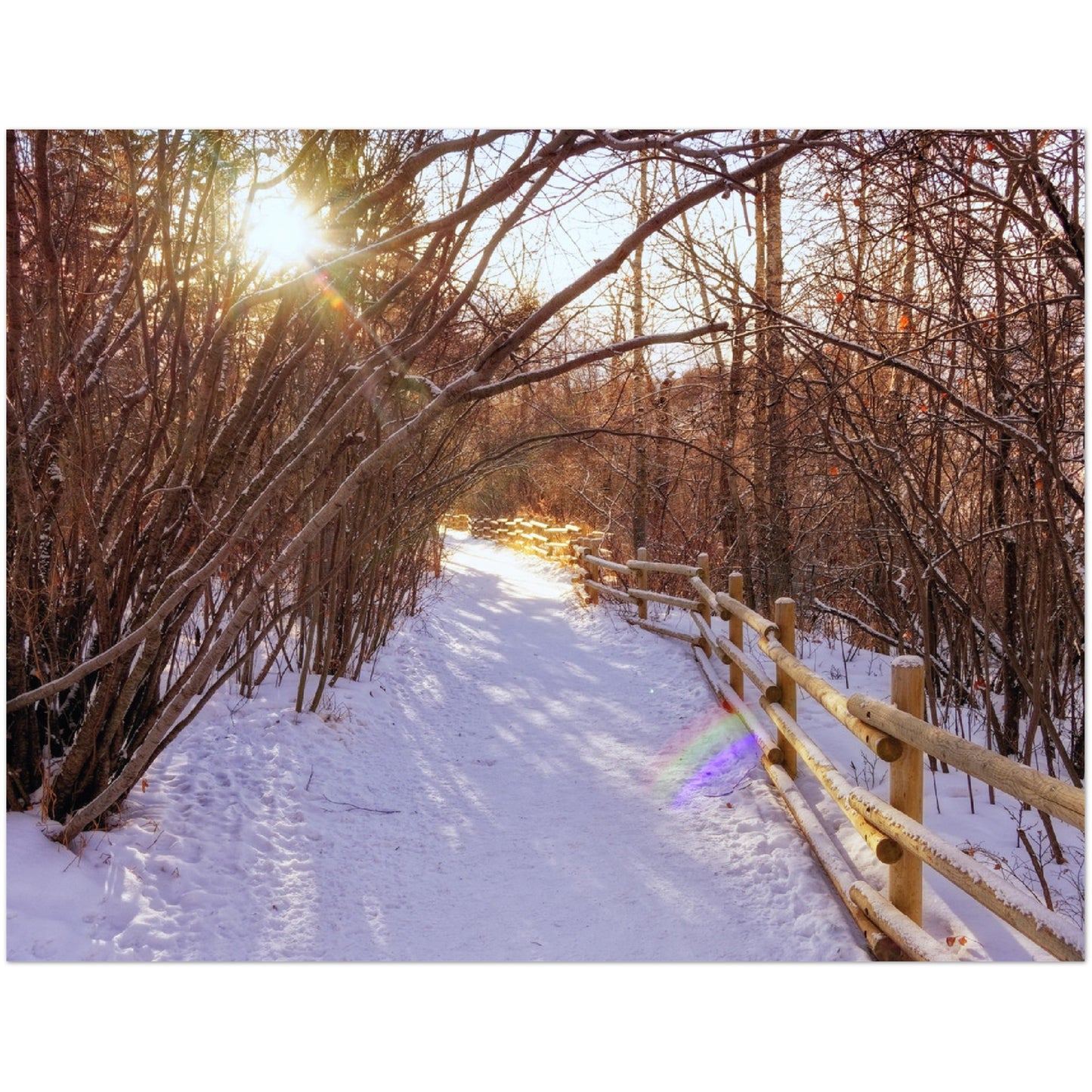 Premium Semi-Glossy Poster Print - Riverdale Park Winter Forest