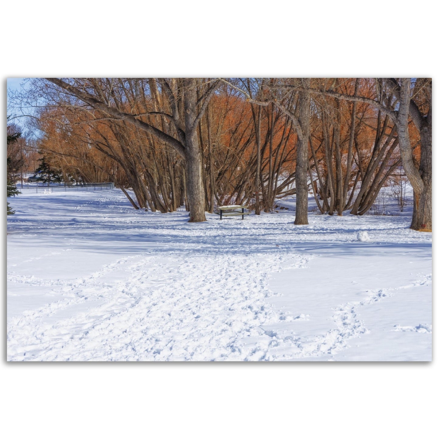 Foam Print - Confederation Park Winter