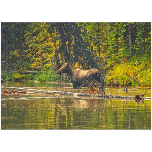 Premium Semi-Glossy Poster Print - Moose Lake Moose