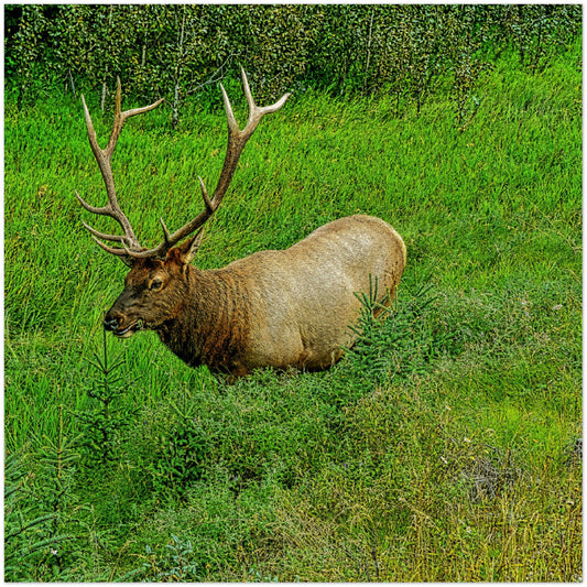 Wood Prints - Jasper National Park Elk